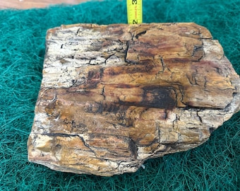 Petrified wood