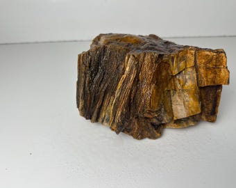 Large Arizona Petrified Wood Specimen | Natural Fossil Wood Display Piece