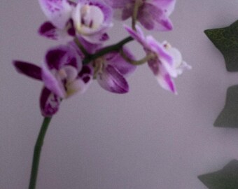 Orchid photography print