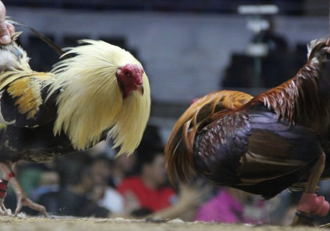 THE ROOSTERS RE•BIRTH Ⅱ(DVD) THE ROOSTERS RE•BIRTH Ⅱ(DVD) Amazon.com: Rio 2 [DVD