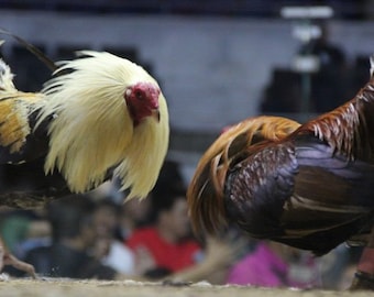 Gamefowl Movie DVD ROOSTER: Spurs of Death - Etsy