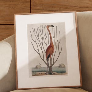 Vintage Flamingo Illustration, Classic Art Print, Digital Download, Antique Bird Artwork, Timeless Nature Decor, Printable Tropical Wall Art