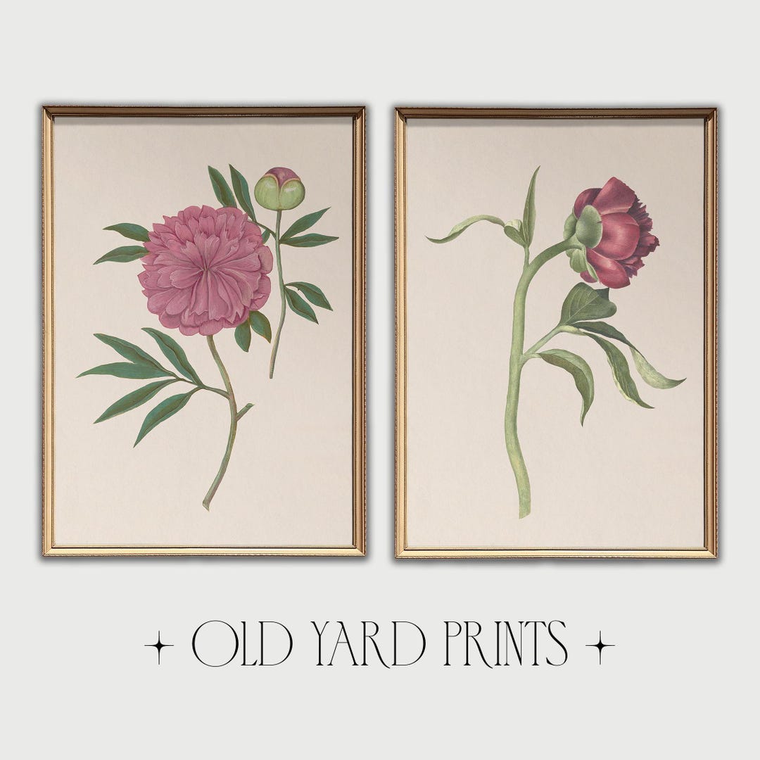 Set of 2 Vintage Botanical Rose Illustration Pink Flower Wall Art ...