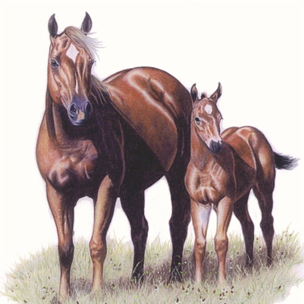 Quarter Horse Mare and Foal Portrait ~ Western Art ~ Equine Art ~ Horse Art ~ Colored Pencil