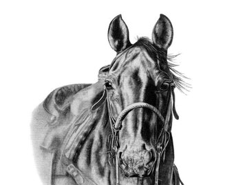 May include: A detailed black and white pencil drawing of a horse's head, featuring a bridle and harness. The horse is facing forward, with its ears perked up and eyes visible. The artwork is set against a white background.