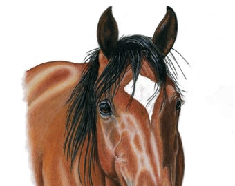 Small Equine Print of an Arabian Cross Bay Horse from an Original Colored Pencil