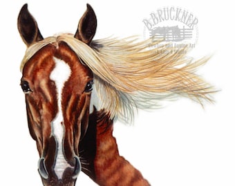Paint Horse Portrait in Colored Pencil by B.Bruckner ~ Equine Art