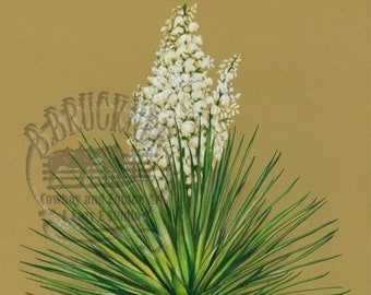 Yucca  (Soap Weed) Western Print ~ Realistic Art from Colored Pencil ~ Southwestern Art ~ Cowboy Art ~ Unframed Print