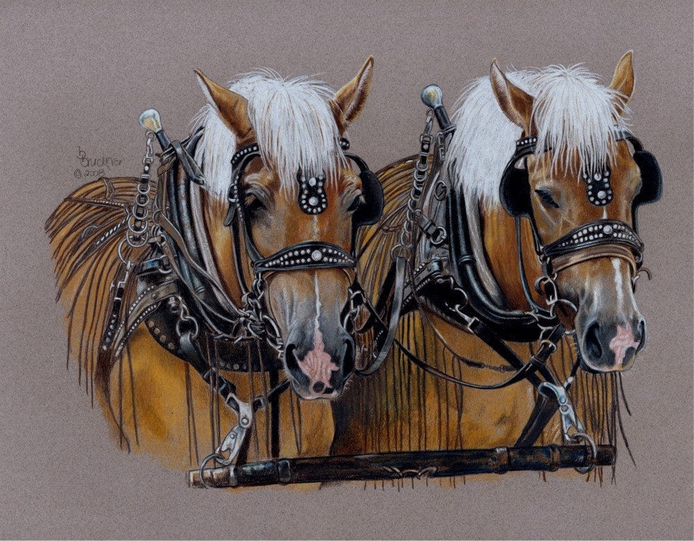 draft horse sketch