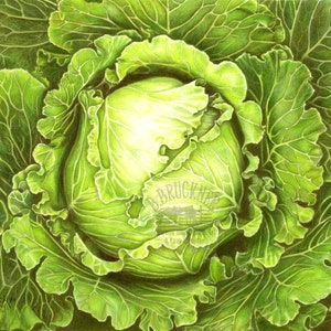 Colored Pencil Study of a Head of Cabbage Detailed Print Veggie Art Food Art image 1