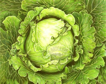 May include: A detailed drawing of a cabbage head, showcasing a vibrant green color palette. The artwork highlights the intricate textures of the leaves, with a focus on light and shadow to create depth. The artist's signature is visible in the lower left corner.