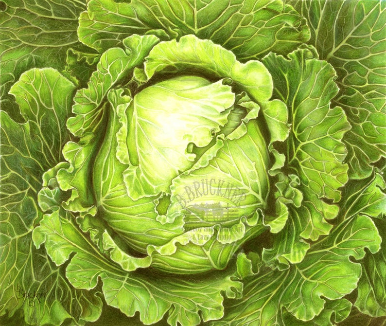 Colored Pencil Study of a Head of Cabbage Detailed Print Veggie Art Food Art image 1