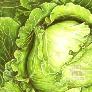 Colored Pencil Study of a Head of Cabbage Detailed Print Veggie Art Food Art image 2