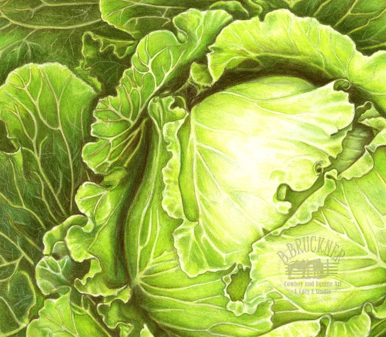 Colored Pencil Study of a Head of Cabbage Detailed Print Veggie Art Food Art image 2