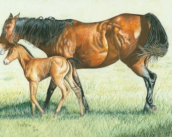 Colored Pencil Print of a Pretty Bay Quarter Horse Mare and Her New Filly - B Bruckner ~ Equine Art