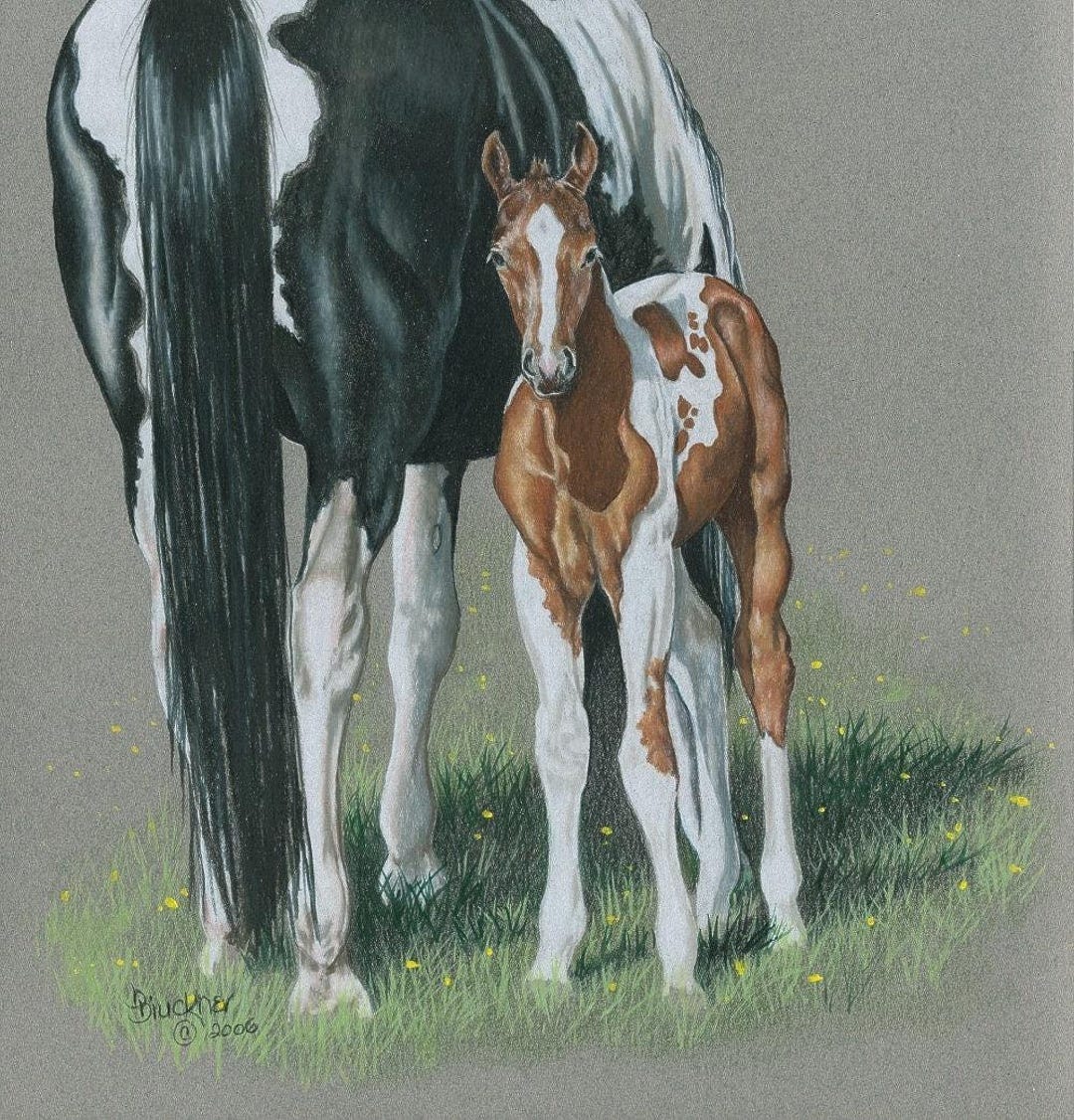 Paint Mare and Colt Portrait ~, Spotted Horse Print ~ Equine Art ...