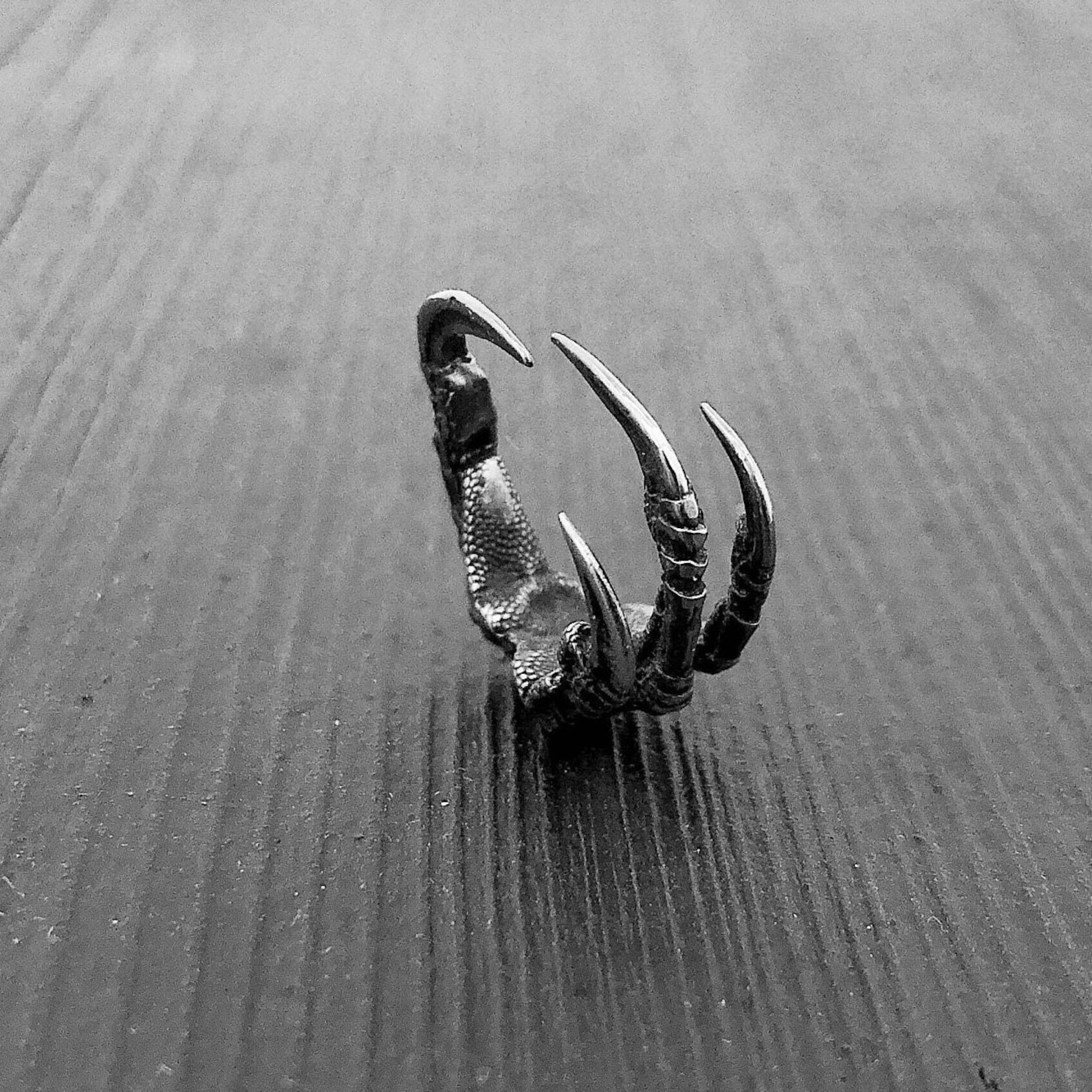Sterling silver raven claw wrap ring standing upright on black wood