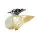 see more listings in the Birds/Bird Skulls section