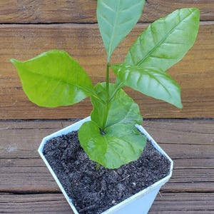 1 Coffea Robusta Live Plant COFFEA Canephora from seeds by World Seed Supply