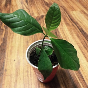 May include: A small potted plant with large, vibrant green leaves. The plant is in a red and white plastic cup, set against a wooden surface. The leaves have prominent veins, indicating a healthy plant.
