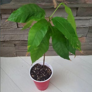 Live COCOA PLANT - Theobroma Cacao &quot;FORESTERO&quot; Variety -Chocolate Fruit Tree