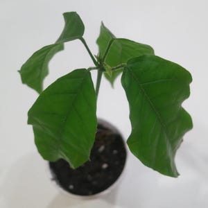 Live COCOA PLANT - Theobroma Cacao &quot;TRINITARIO&quot; Variety -Chocolate Fruit Tree