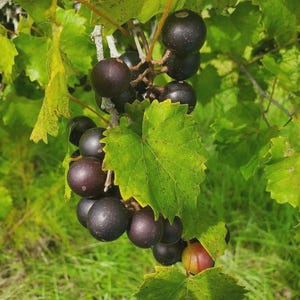 Florida-grown &quot;Noble&quot; BLACK MUSCADINE Grape Seeds Vitis Rotundifolia Edible, Wine fruit (Free Ship)