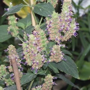 May include: Close-up of a plant with green leaves and clusters of small, purple flowers. The plant has a woody stem and is surrounded by other greenery. The image is well-lit, showcasing the details of the plant's structure.