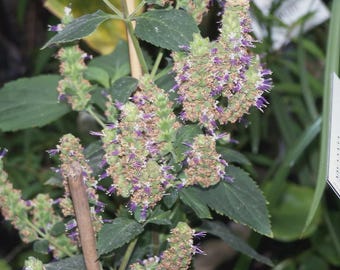 TRUE PATCHOULI Pogostemon Cablin Seeds Aromatic HIPPY Herb