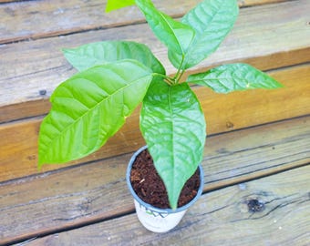 Live COCOA PLANT - Theobroma Cacao "CRIOLLO" Variety -Chocolate Fruit Tree