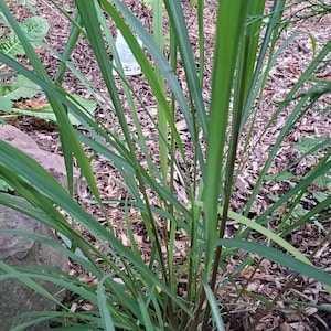 May include: A close-up of a clump of green lemongrass growing in a garden bed with brown mulch.