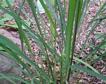 East Indian Lemongrass Seeds & Plants FREE SHIPPING Lemon Grass Cymbopogon Flexuosus BULK  1000, 7g, 1 oz., 1/4 lb. 1 kg