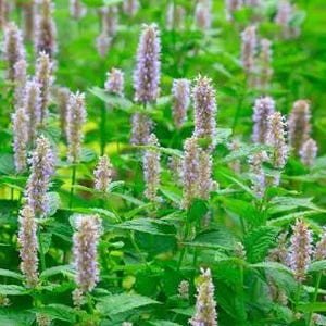 100 Java PATCHOULI SEEDS Pogostemon Heyneanus Indian Aromatic Hippie Herb