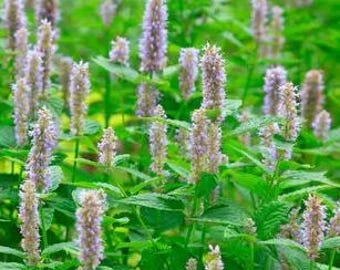 100 Java PATCHOULI SEEDS Pogostemon Heyneanus Indian Aromatic Hippie Herb