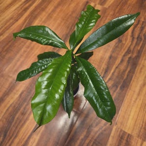 May include: A small potted plant with glossy, dark green, lance-shaped leaves arranged in a radial pattern. The foliage features a smooth, waxy texture with visible veins and subtle water droplets on the surface, extending outward from a central stem.
