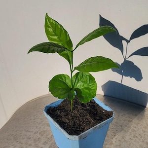 COFFEA ROBUSTA Seeds (aka Canephora) Grow your own coffee plants at home