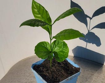 COFFEA ROBUSTA Seeds (aka Canephora) Grow your own coffee plants at home