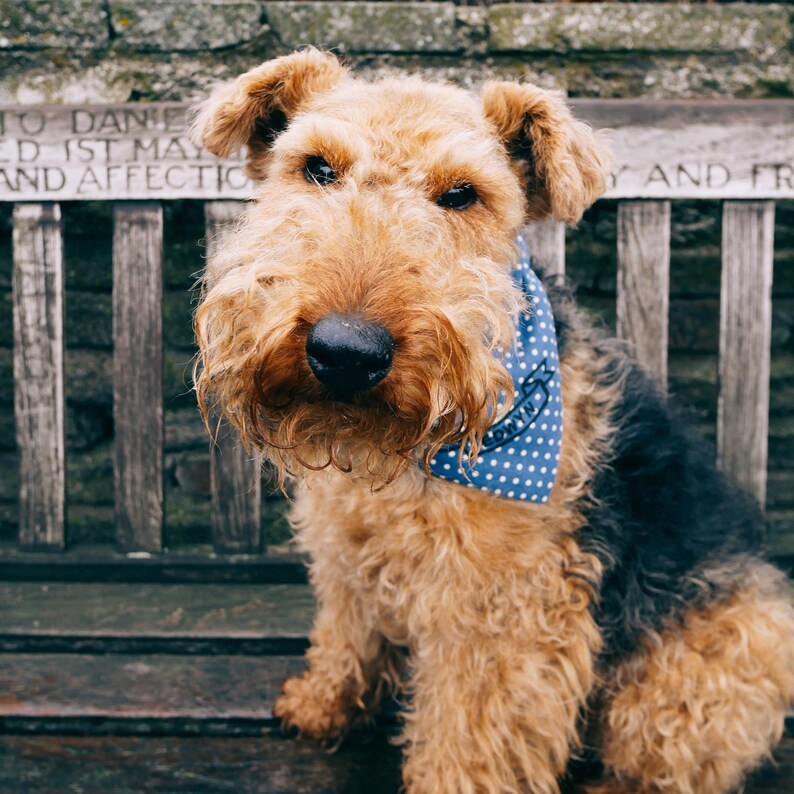 Personalised Dog Neckerchief Custom Name Bandana Etsy UK