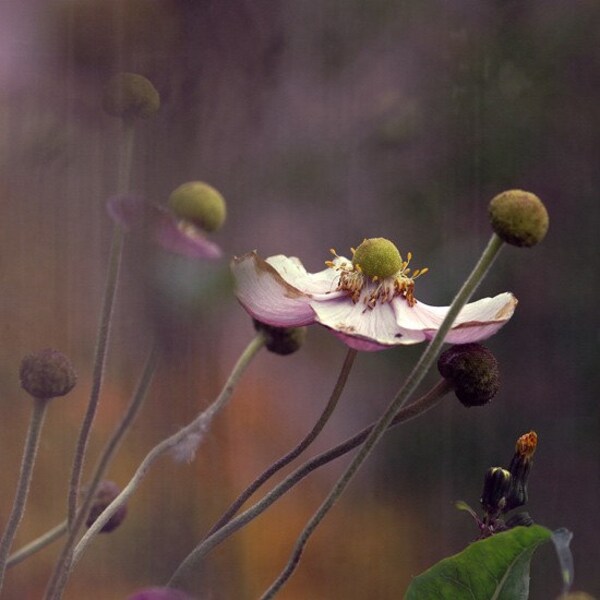 Flower photograph. "Anemone...". Fine art photography print.