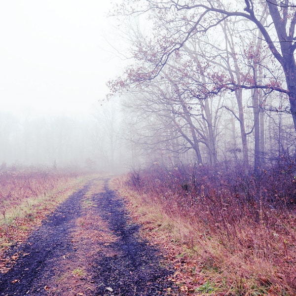 Follow Your Dreams, fine art nature photo, mist, fog, purple, path, trees, nature