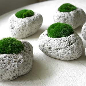 May include: Five small, gray, round, textured planters with green moss growing inside. The planters are arranged on a white surface.