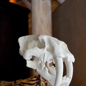 White Saber Tooth Tiger Skull Resin Sculpture - Animal Fossil Replica - Modern Home Decor Accent