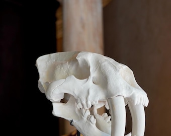 White Saber Tooth Tiger Skull Resin Sculpture - Animal Fossil Replica - Modern Home Decor Accent
