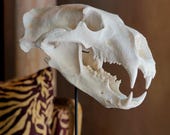 White Polar Bear Skull Resin Sculpture - Animal Fossil Replica