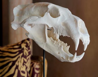White Polar Bear Skull Resin Sculpture - Animal Fossil Replica - Modern Home Decor Accent
