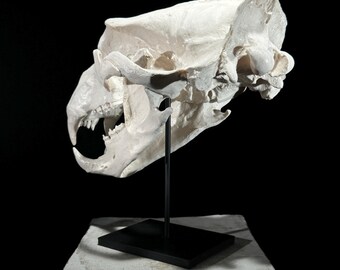 White Polar Bear Skull Resin Sculpture - Animal Fossil Replica