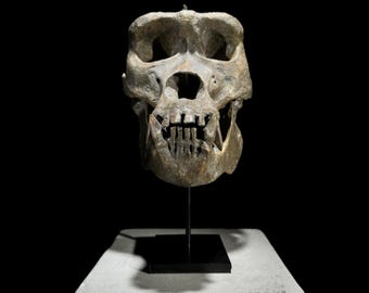 Brown Gorilla Skull Resin Sculpture - Animal Fossil Replica - Modern Home Decor Accent