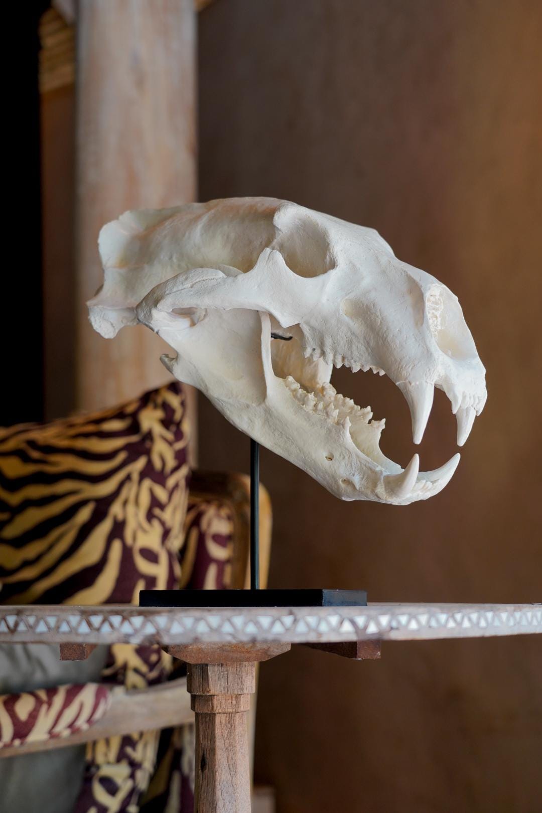 置物 polar bear skull Amazon.com: Polar Bear Skull Model - Life Size Resin Crafts Movie