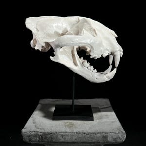 White Tiger Skull Resin Sculpture - Animal Fossil Replica - Modern Home Decor Accent