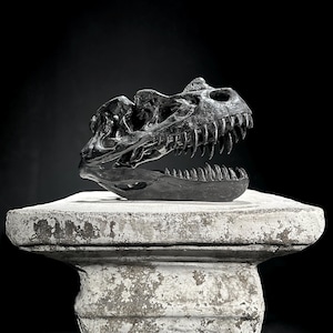 Black Ceratosaurus Skull Resin Sculpture - Dinosaur Fossil Replica - Modern Home Decor Accent